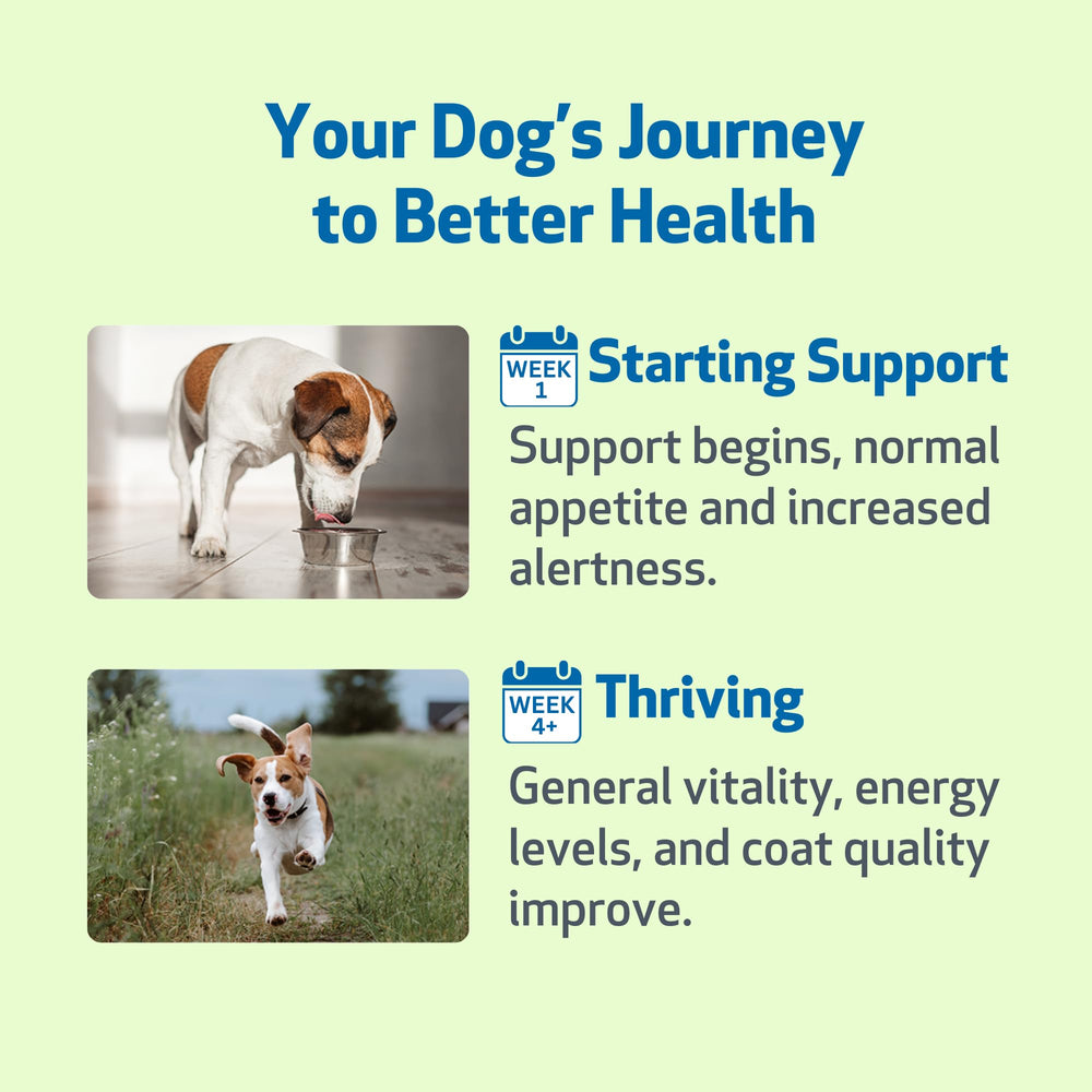 Pet Wellbeing Life Gold scène lifestyle chien actif montrant soutien de vitalité
