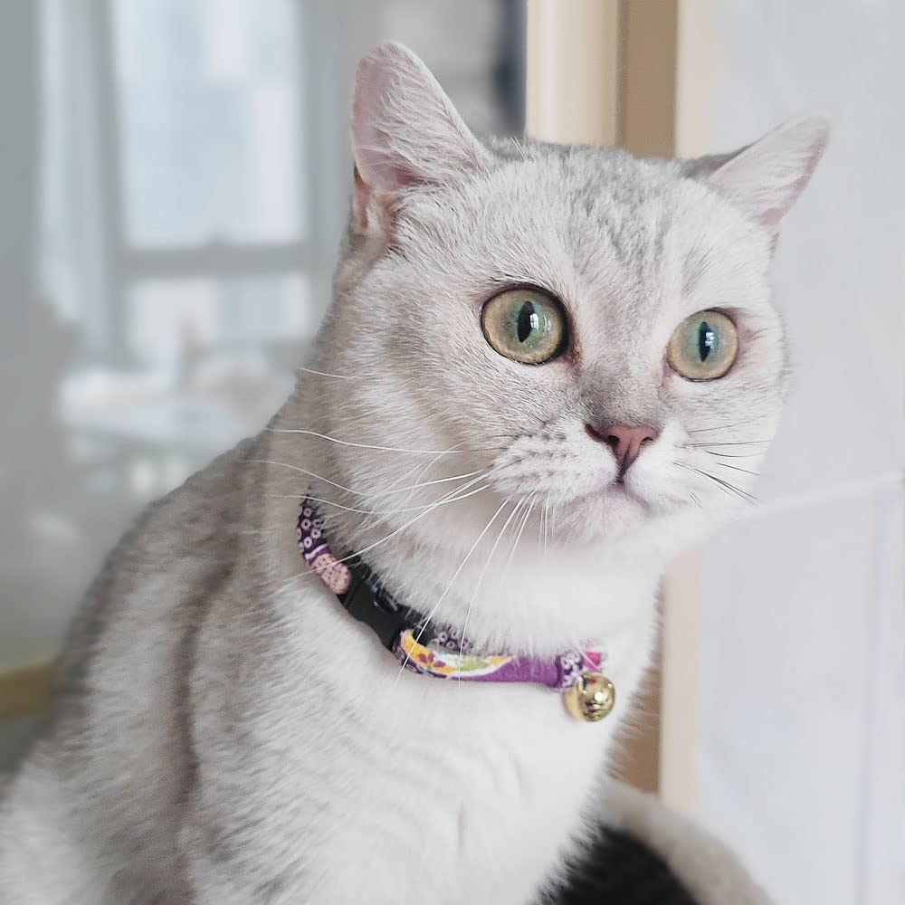PetSoKoo comparaison de taille montrant ajustabilité pour chatons et adultes