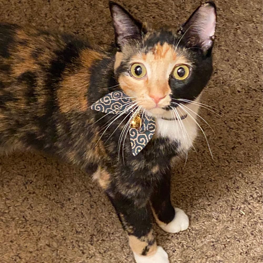 PetSoKoo collier porté par chat en intérieur, style élégant et audible clochette