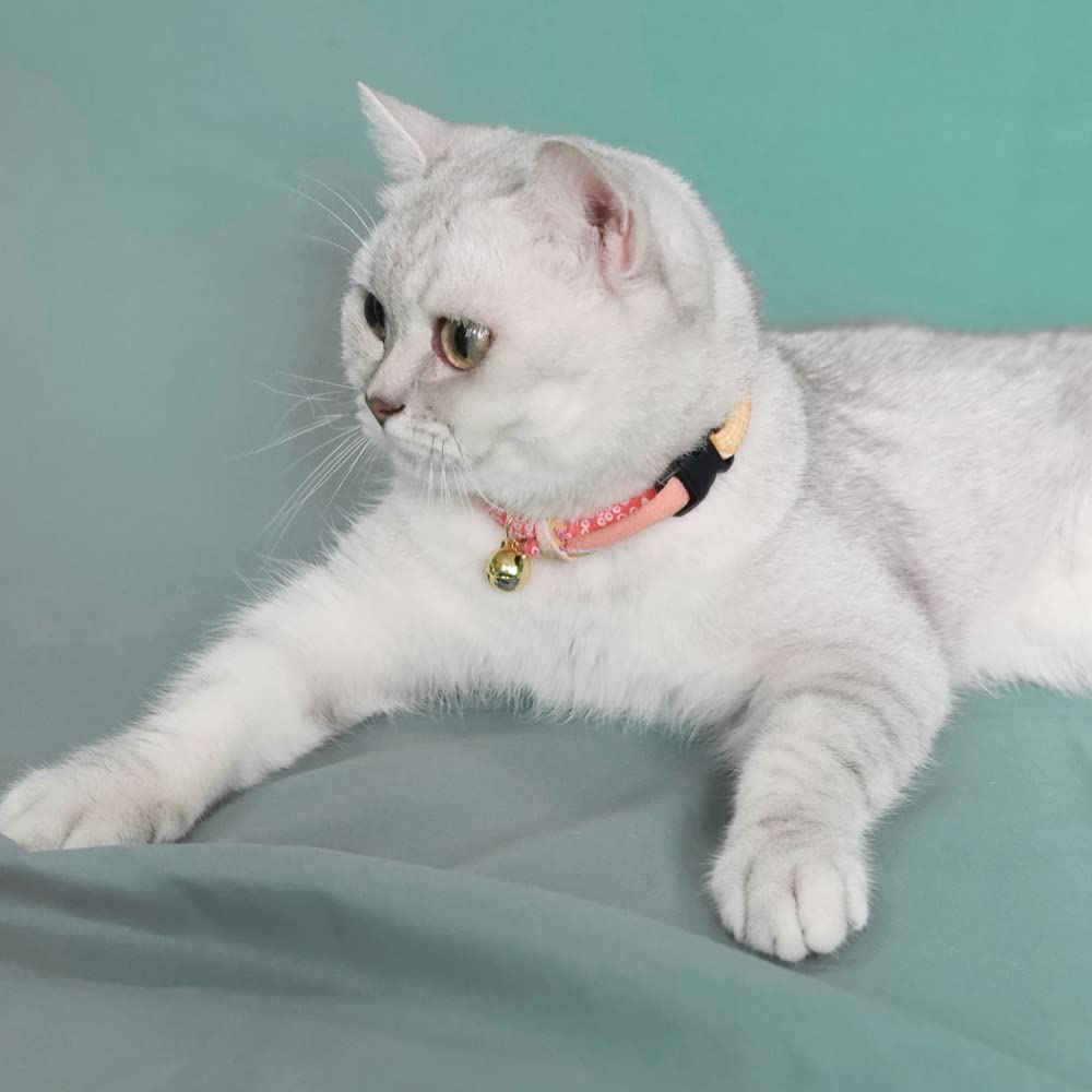 PetSoKoo collier porté par un chat illustrant légèreté et ajustement sûr