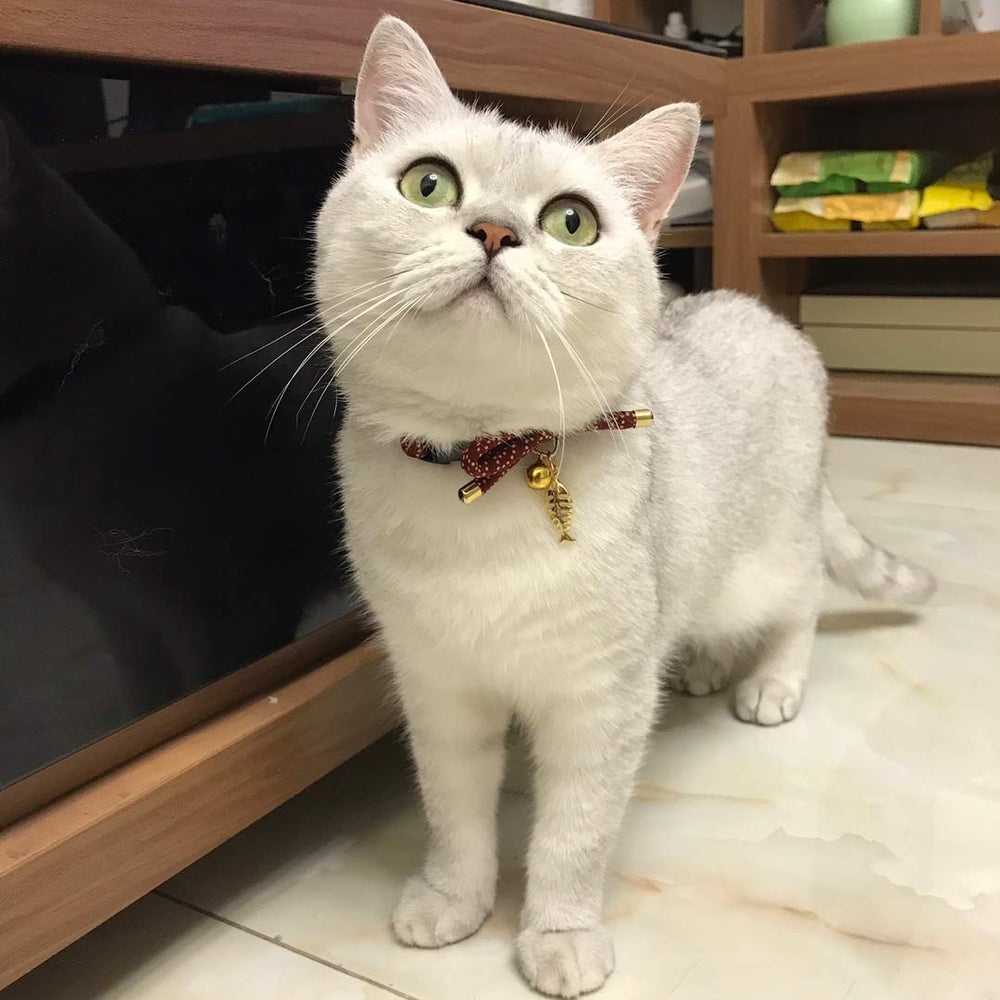 PetSoKoo collier porté par chat léger et non gênant
