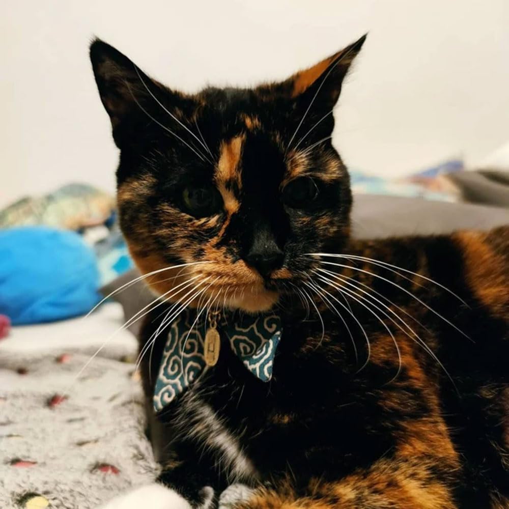 PetSoKoo collier posé sur une règle, montre l'ajustabilité et l'échelle