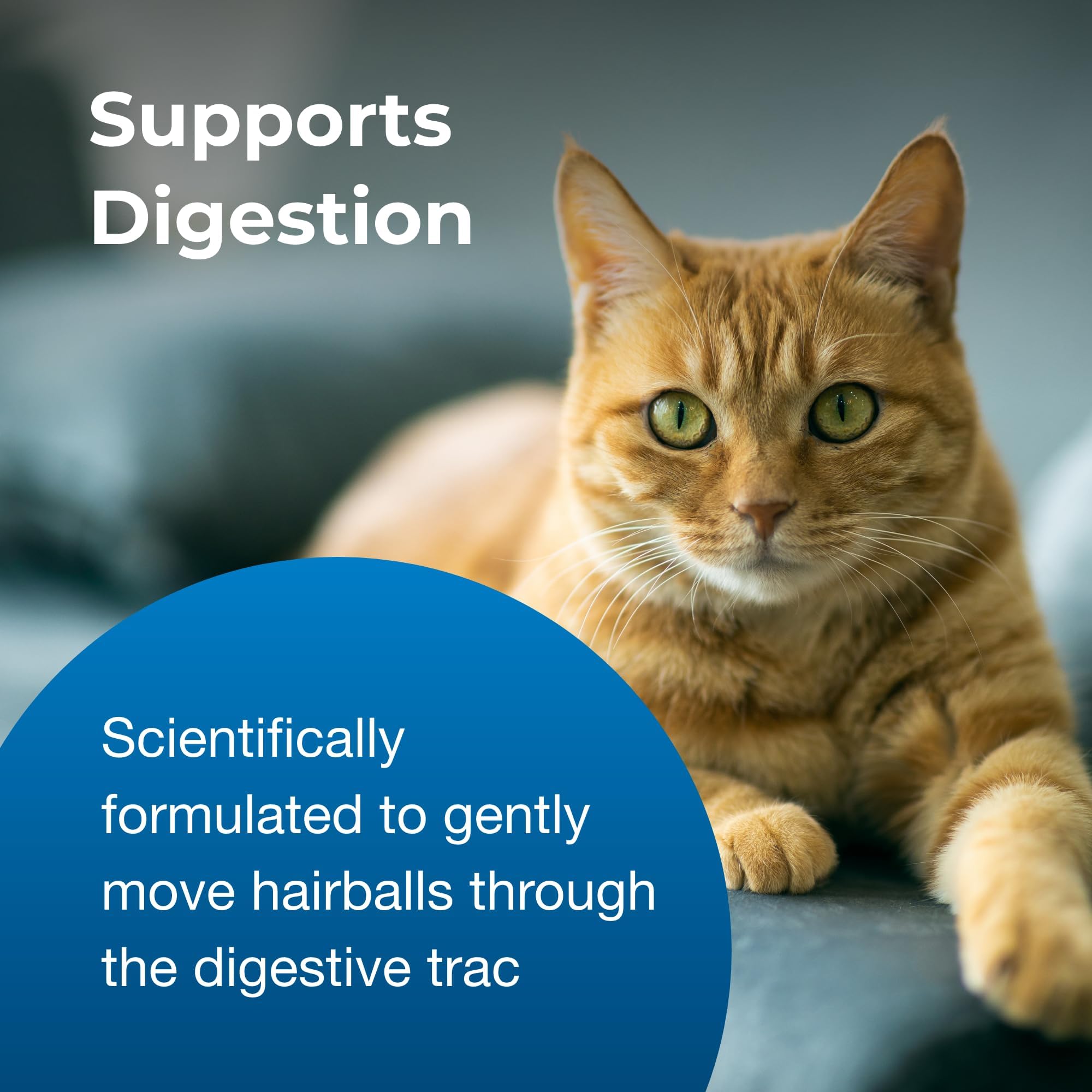Chat détendu après prise du gel PetAg illustrant confort digestif et bien-être