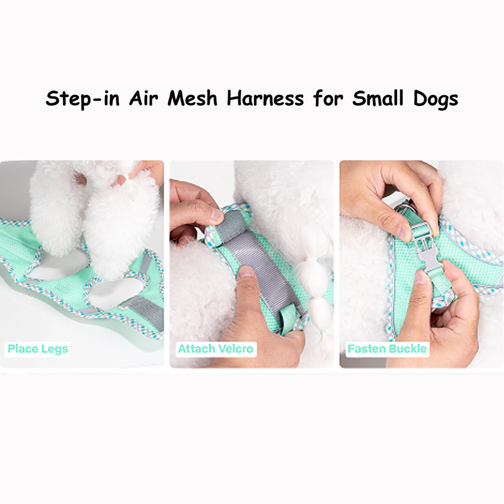 Petank chiot en train d'enfiler harnais step-in facilement