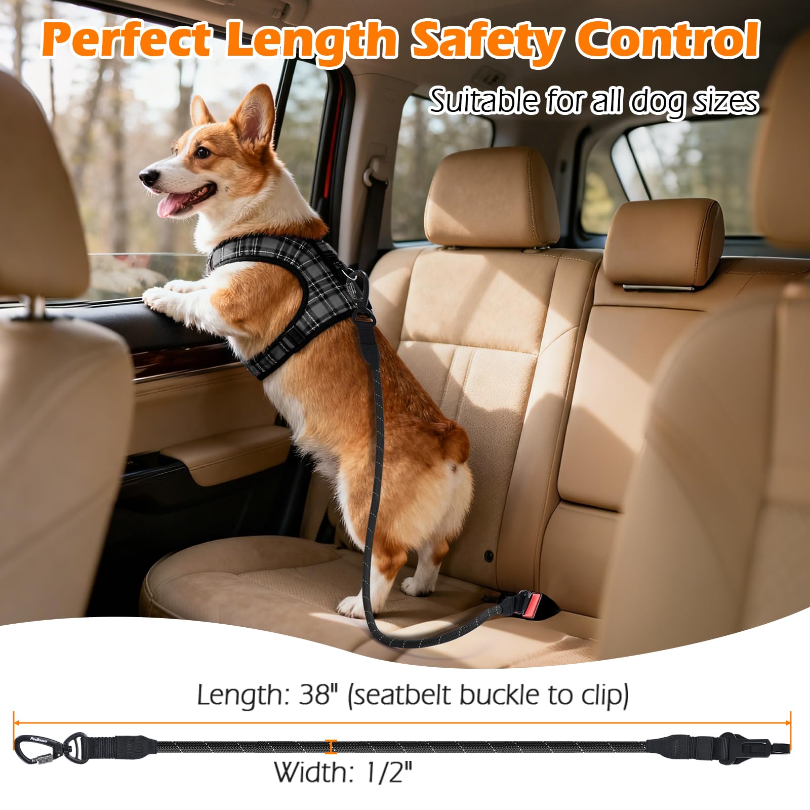 PetBonus ceinture installée dans une voiture illustrant compatibilité véhicule