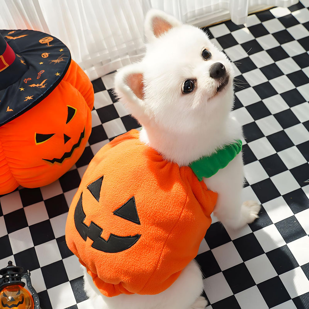 Petcare chien porte costume citrouille en mouvement, look adorable