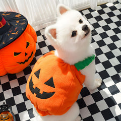 Petcare chien portant costume citrouille en promenade festif