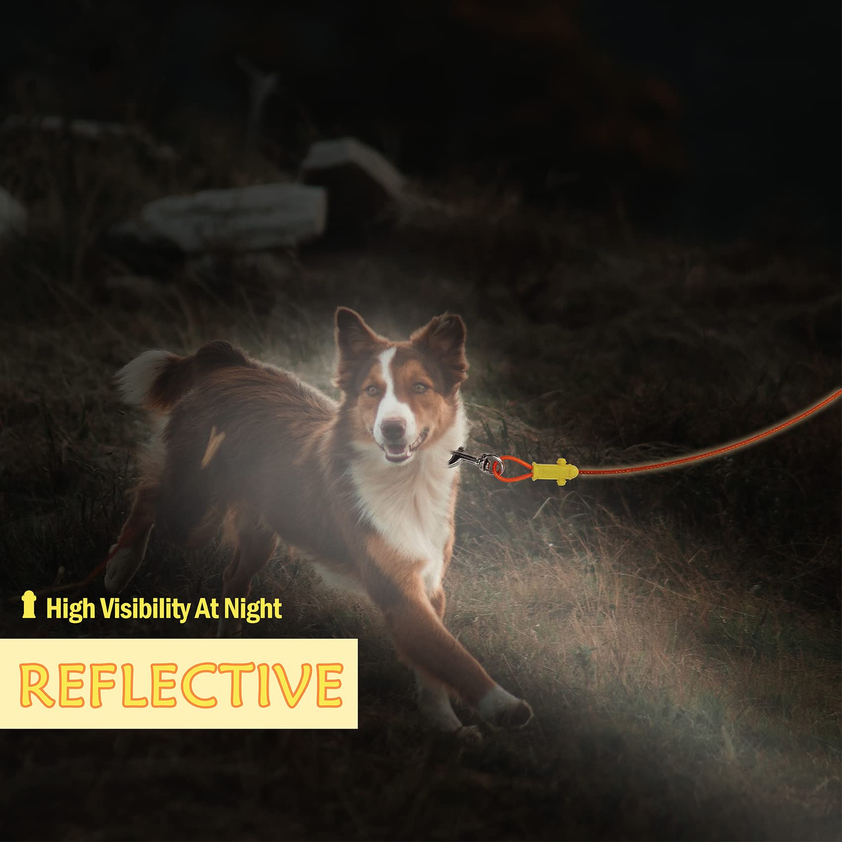 Petest chien attaché dans jardin illustrant liberté contrôlée et sécurité