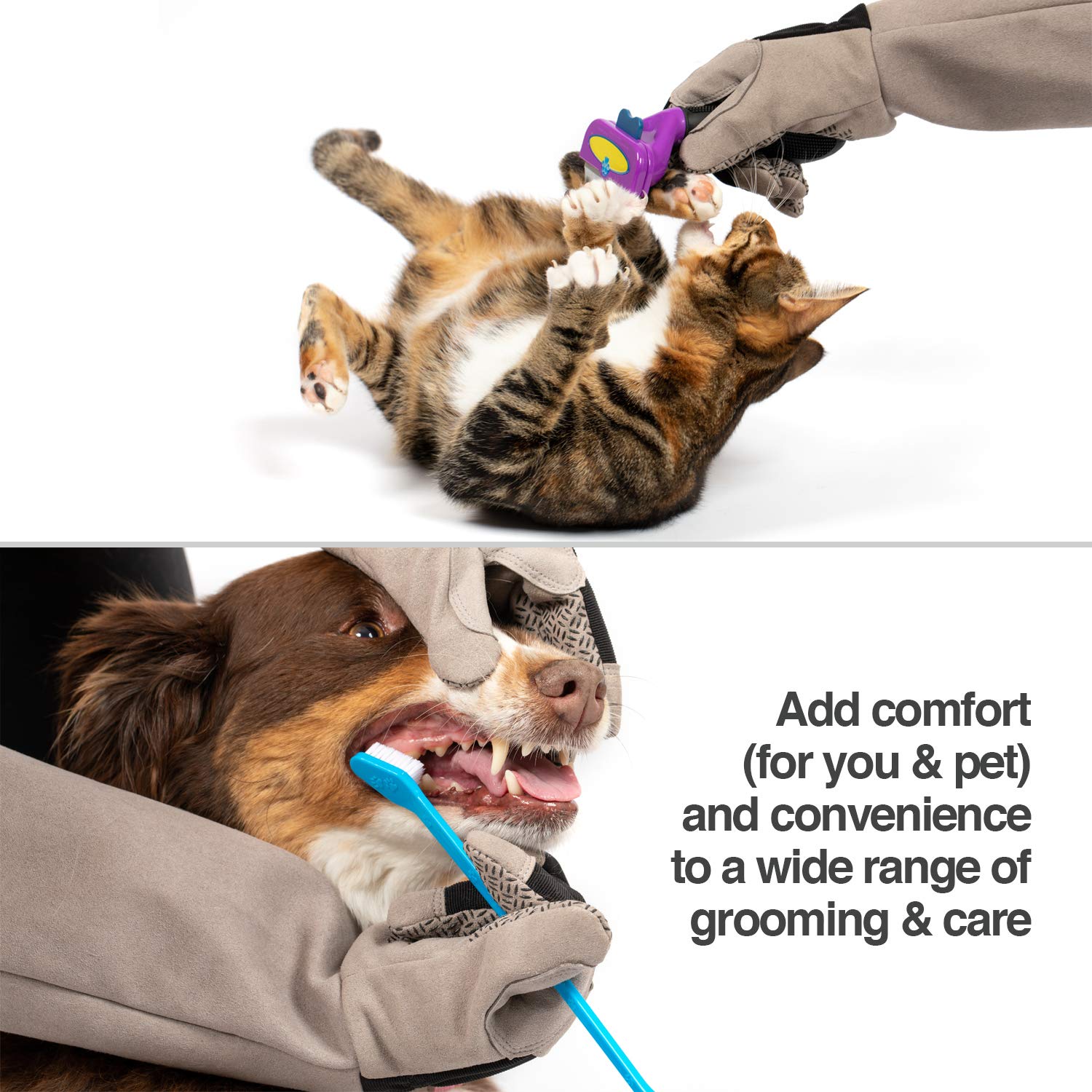 PetFusion gant à côté d'une règle pour comparer la taille utile