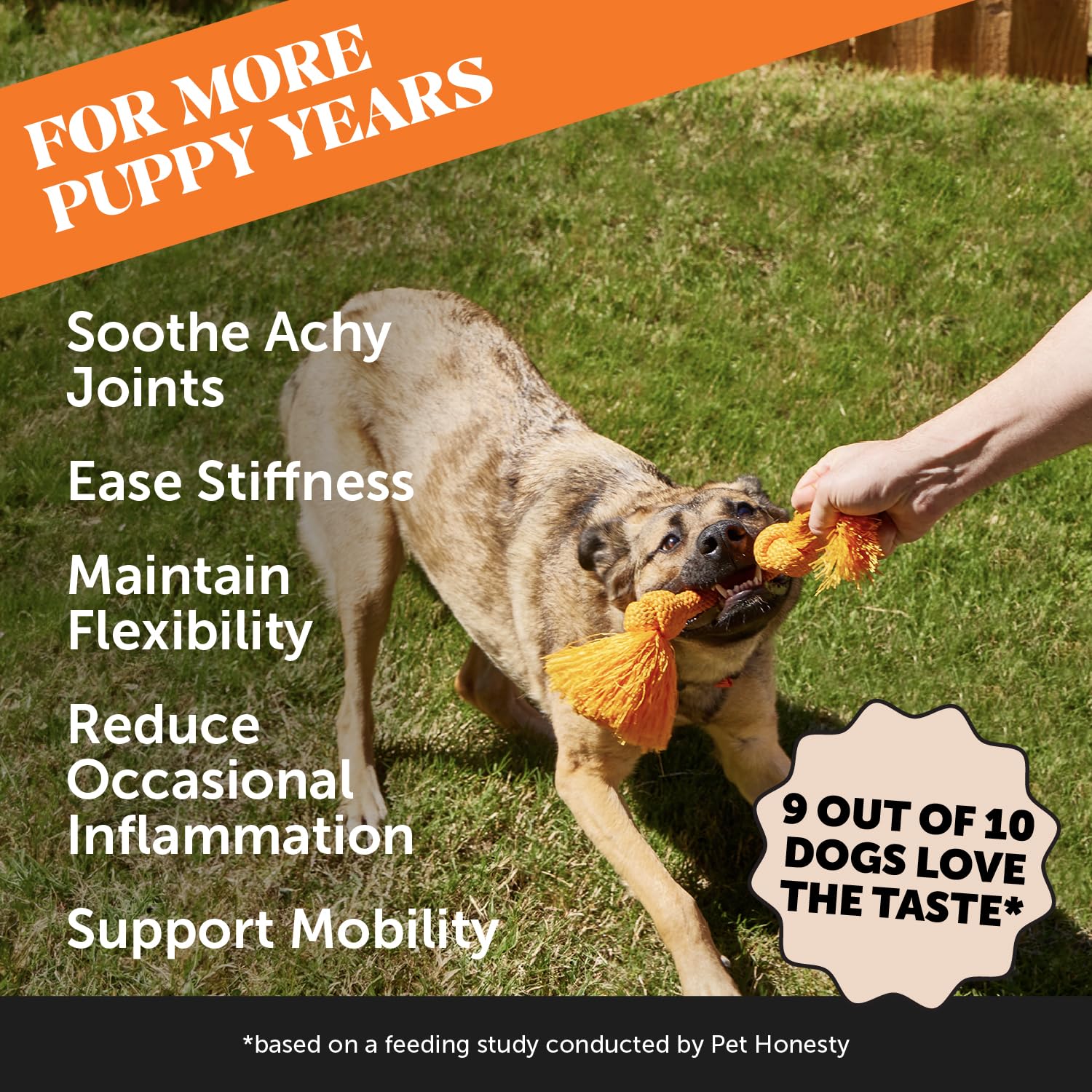 Pet Honesty gros plan du comprimé révélant texture appétente et qualité