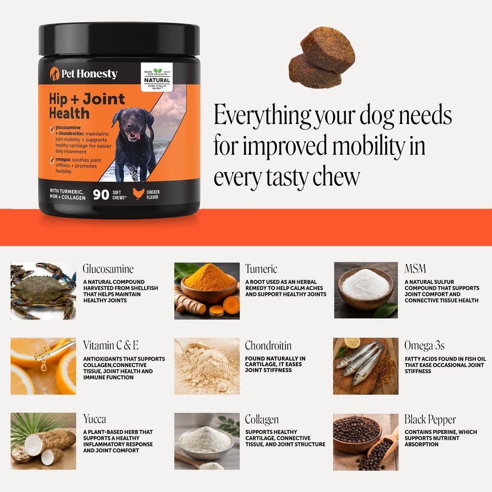 Pet Honesty chien qui mange la friandise favorise acceptation quotidienne