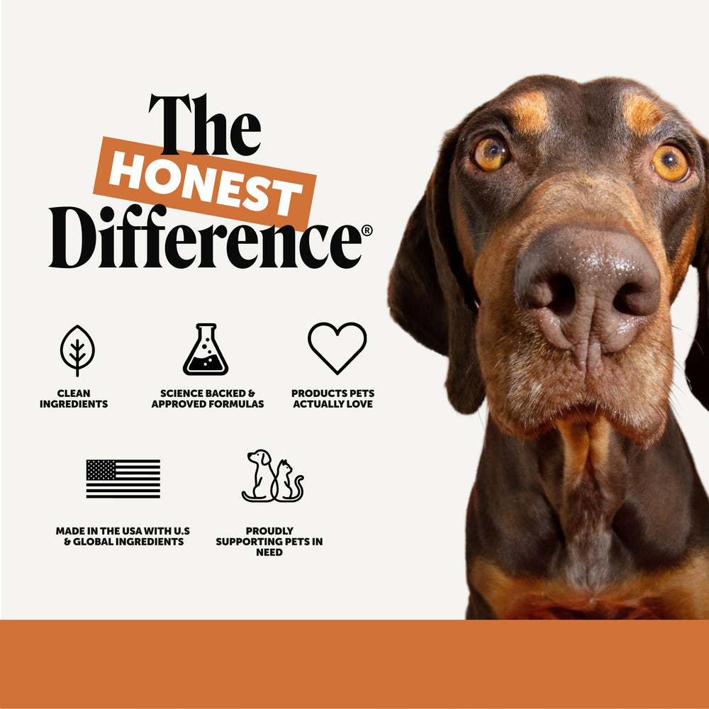 Pet Honesty style de vie parc chien actif protégé pendant sorties