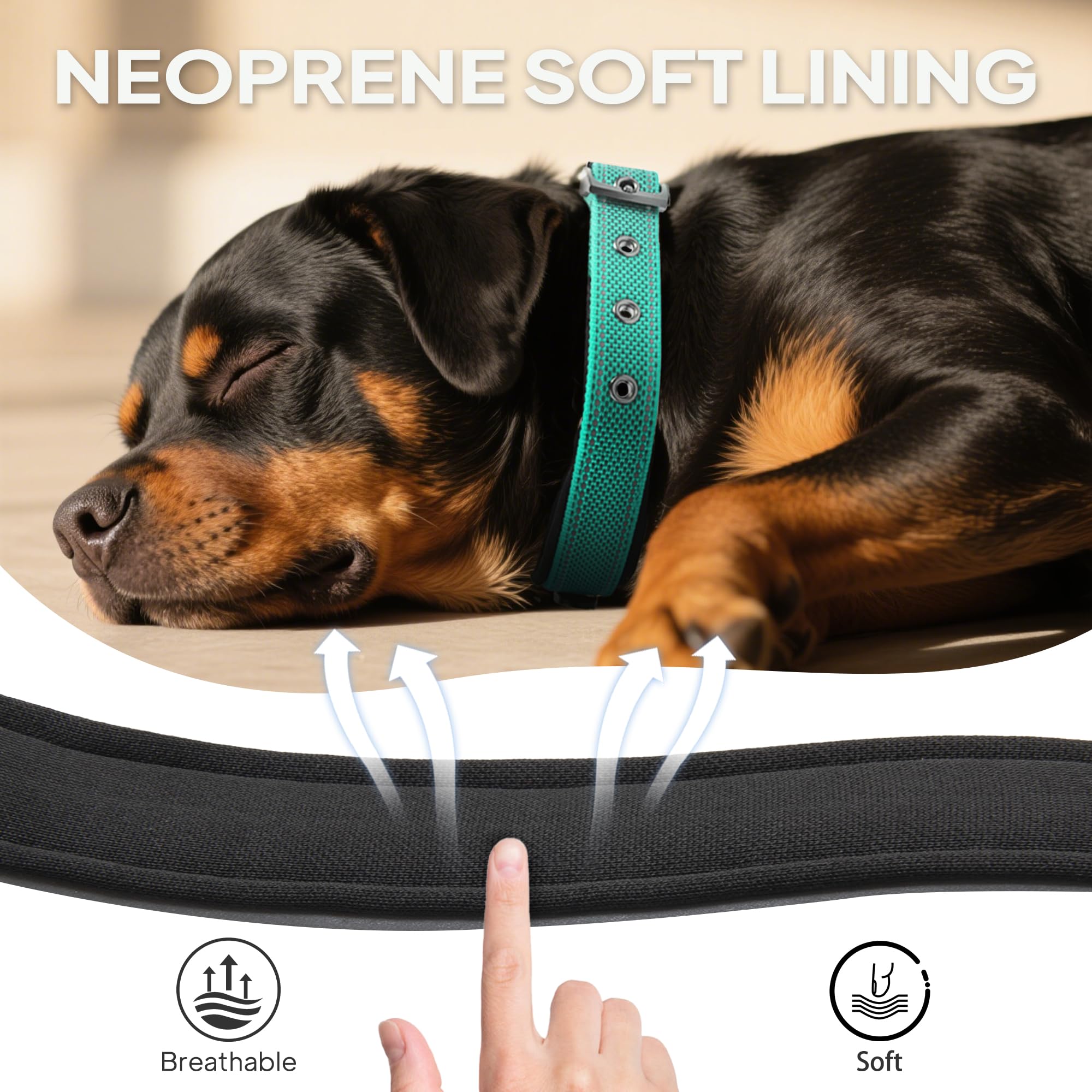 PetiFine collier zoom sur sangle tressée résistante pour plus de longévité