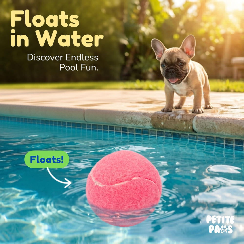 Petite Paws comparaison de taille dans la main illustrant prise adaptée