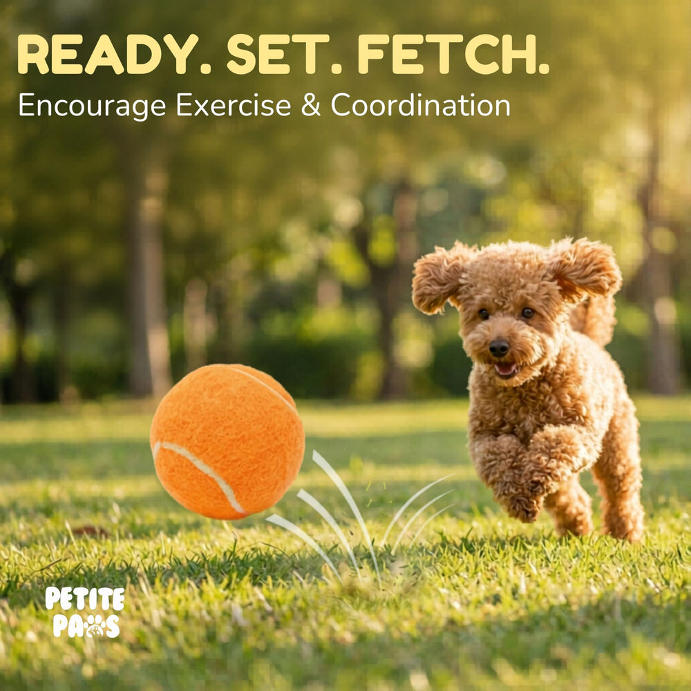 Petite Paws chiot jouant avec balle montrant stimulation et interaction ludique