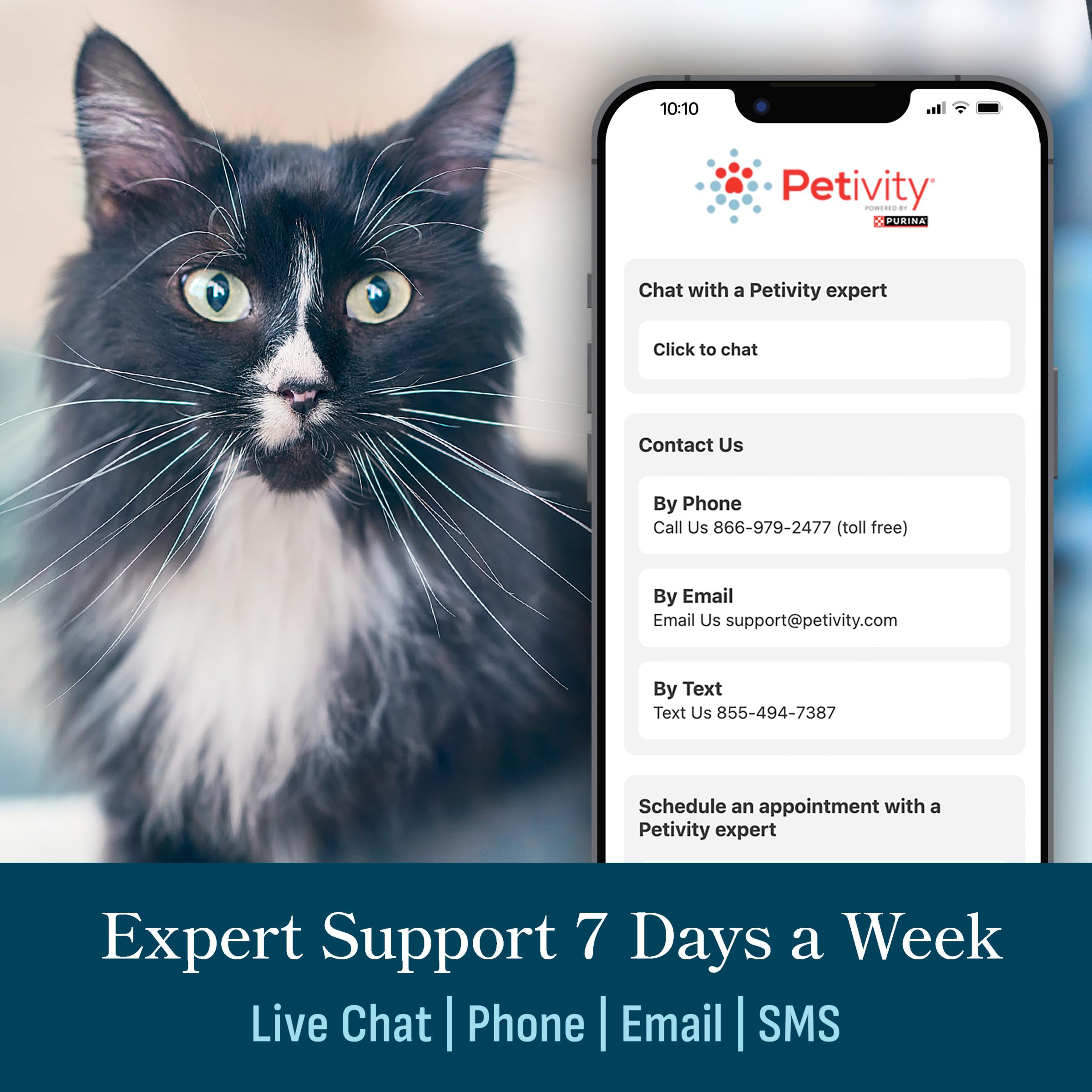 petivity rapport vet email exemple de rapport clair à partager au vétérinaire