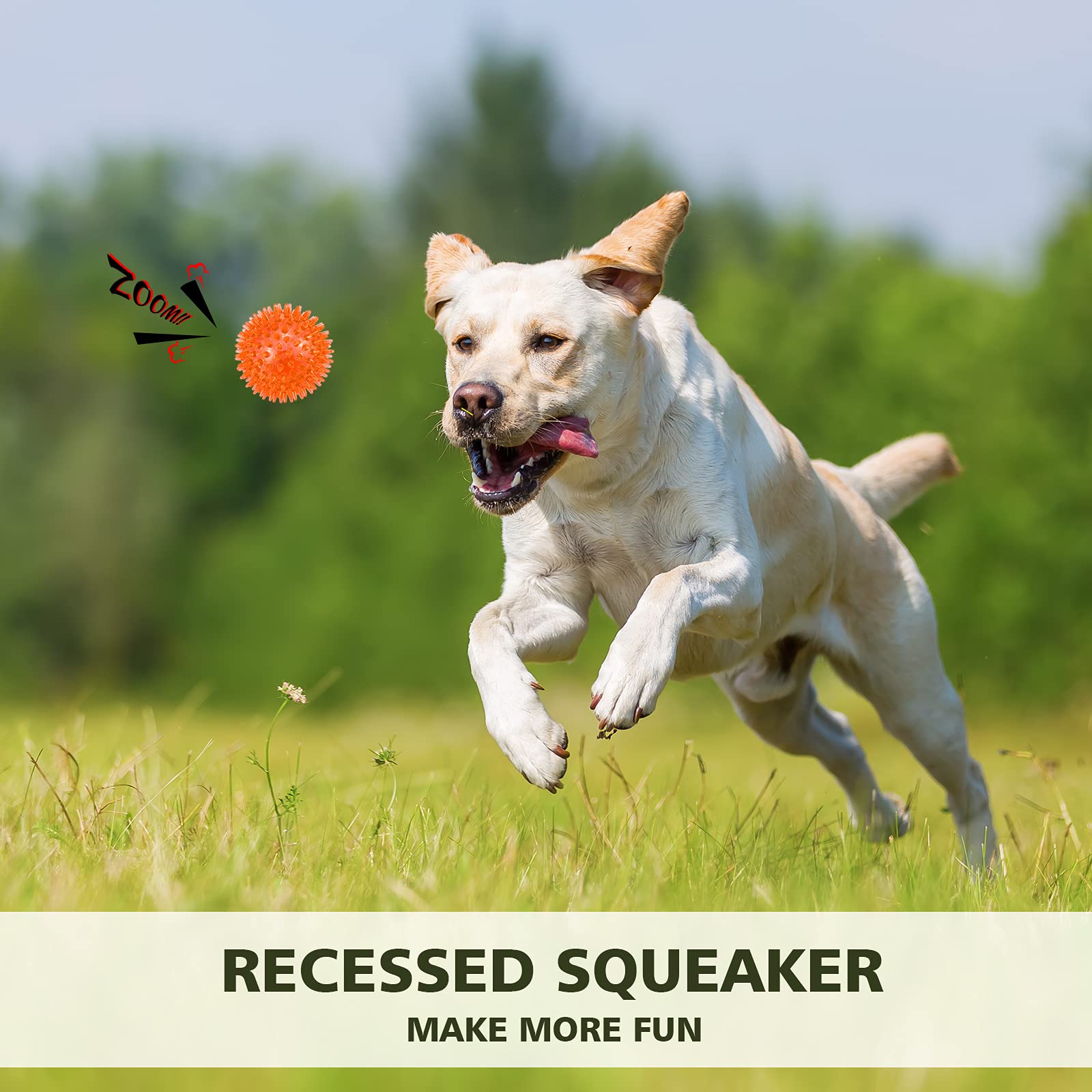 petizer scène de parc chien courant avec balle pour exercice actif