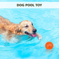 petizer chien jouant avec balle pour stimulation et exercice