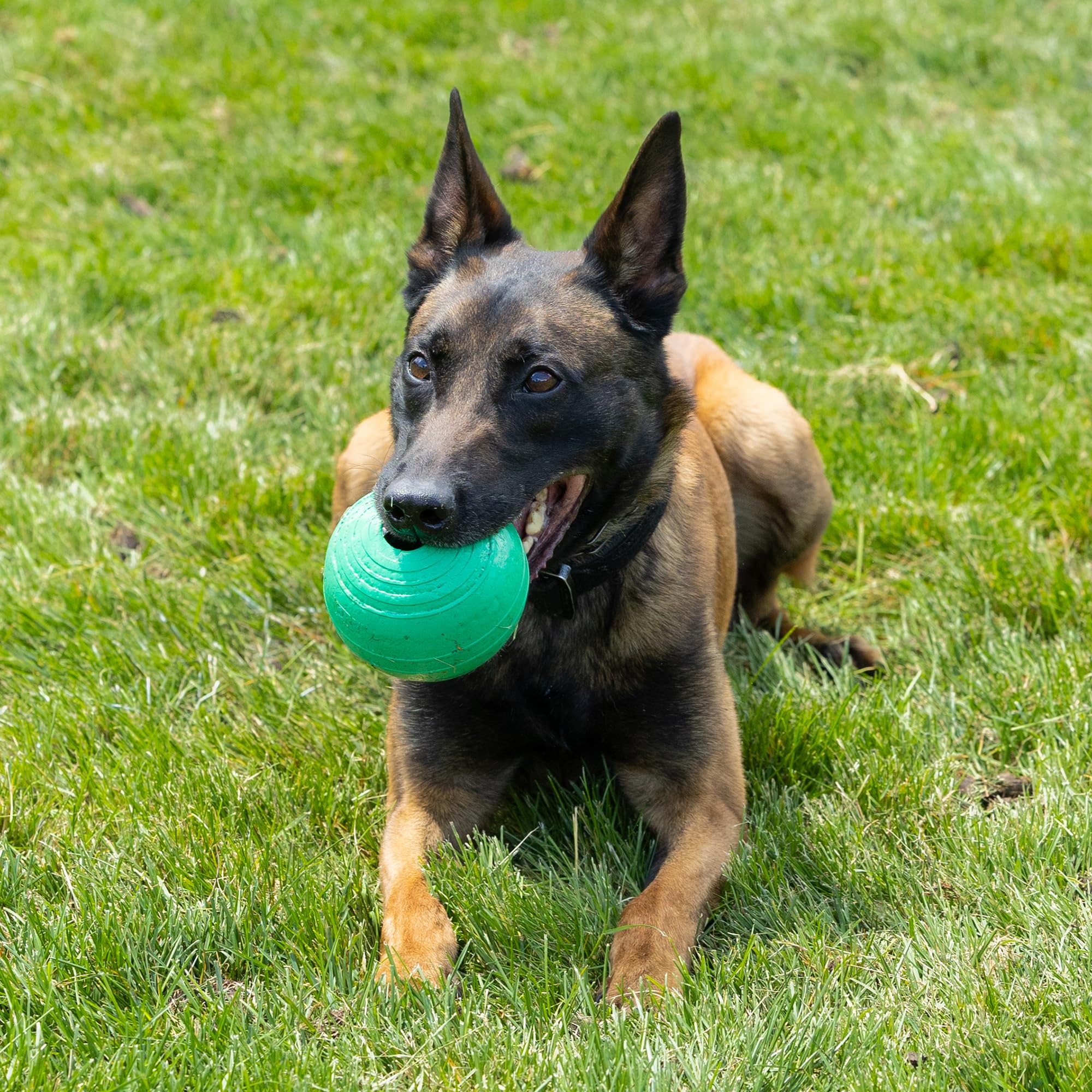 Comparaison d'échelle PetKORE KoreFlex 4,75" montrant la taille adaptée aux chiens moyens