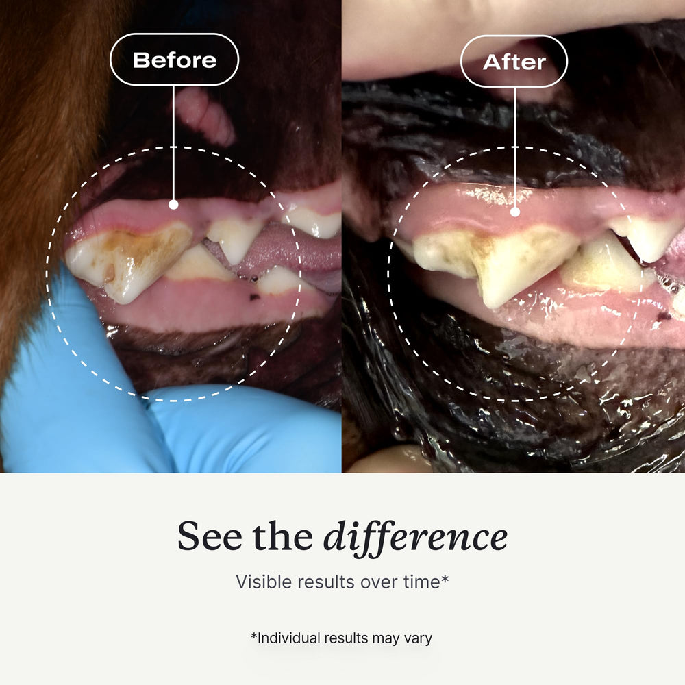 PetLab Co. comparaison taille paquet versus main pour visualiser volume