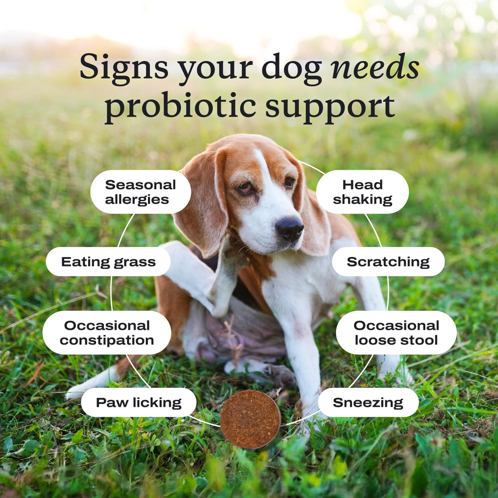 PetLab Co bocal ouvert avec friandises, illustre conservation pratique