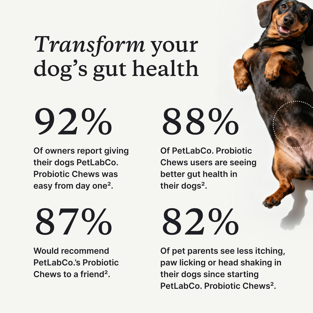 PetLab Co. gros plan texture bouchée molle facile à mâcher et appétente