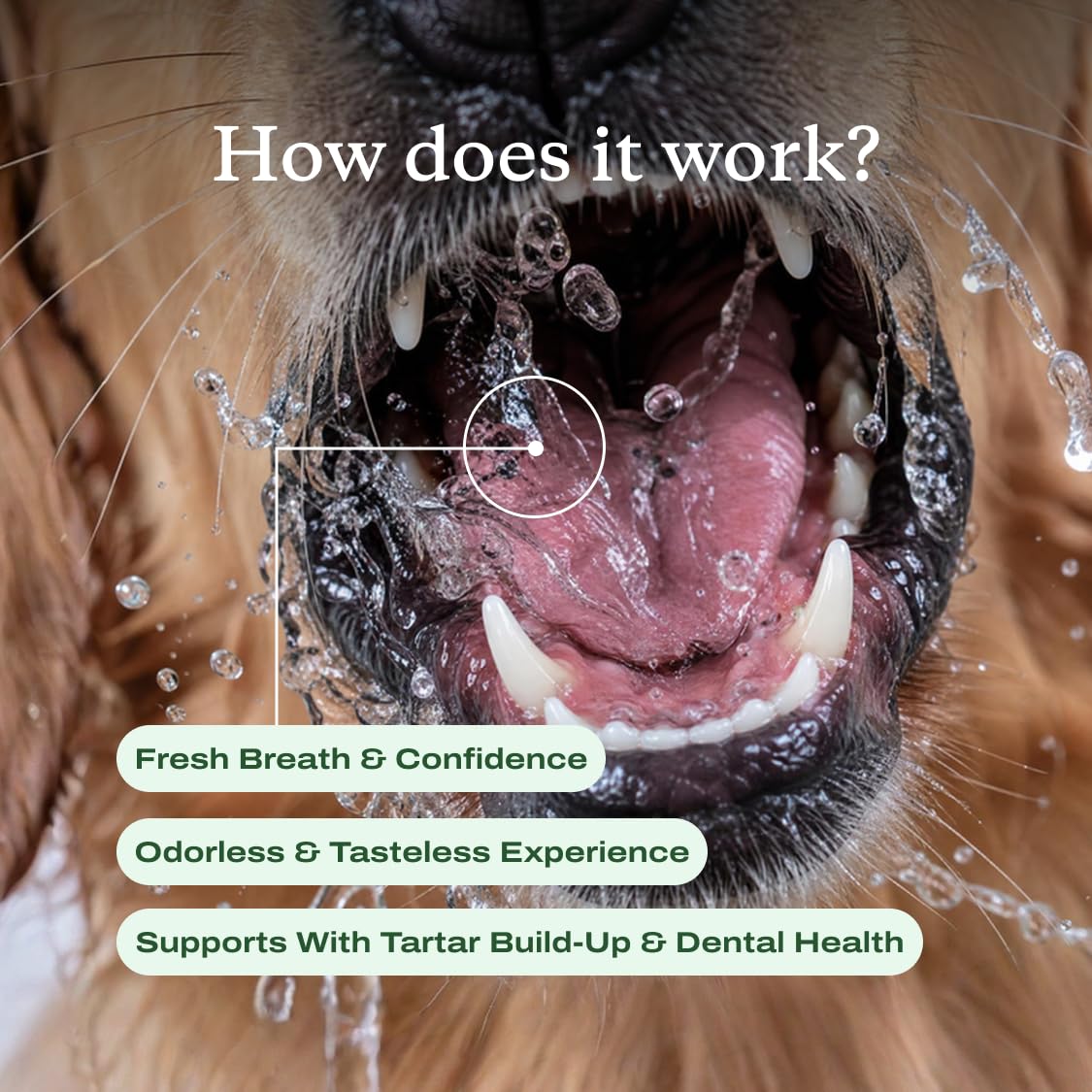 PetLab Co. flacon tenu en main pour comparer l'échelle et la capacité