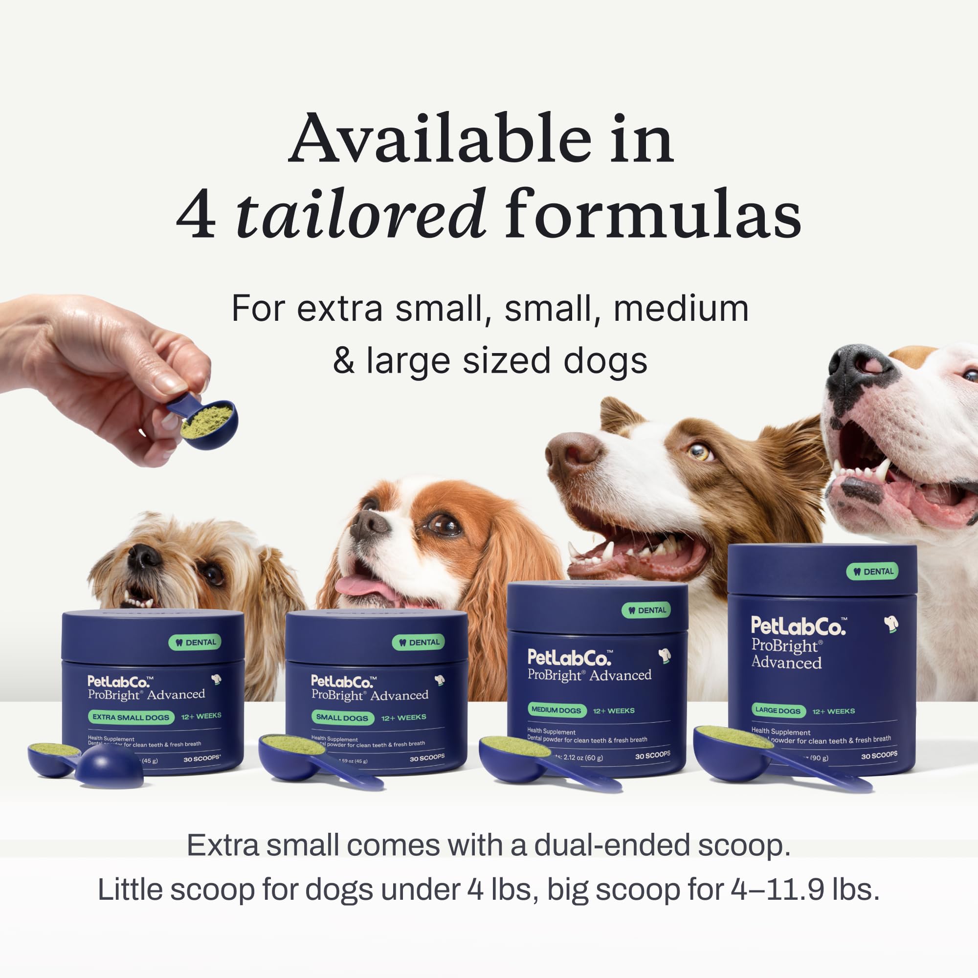 PetLab Co. grand chien mangeant avec ProBright pour haleine plus fraîche