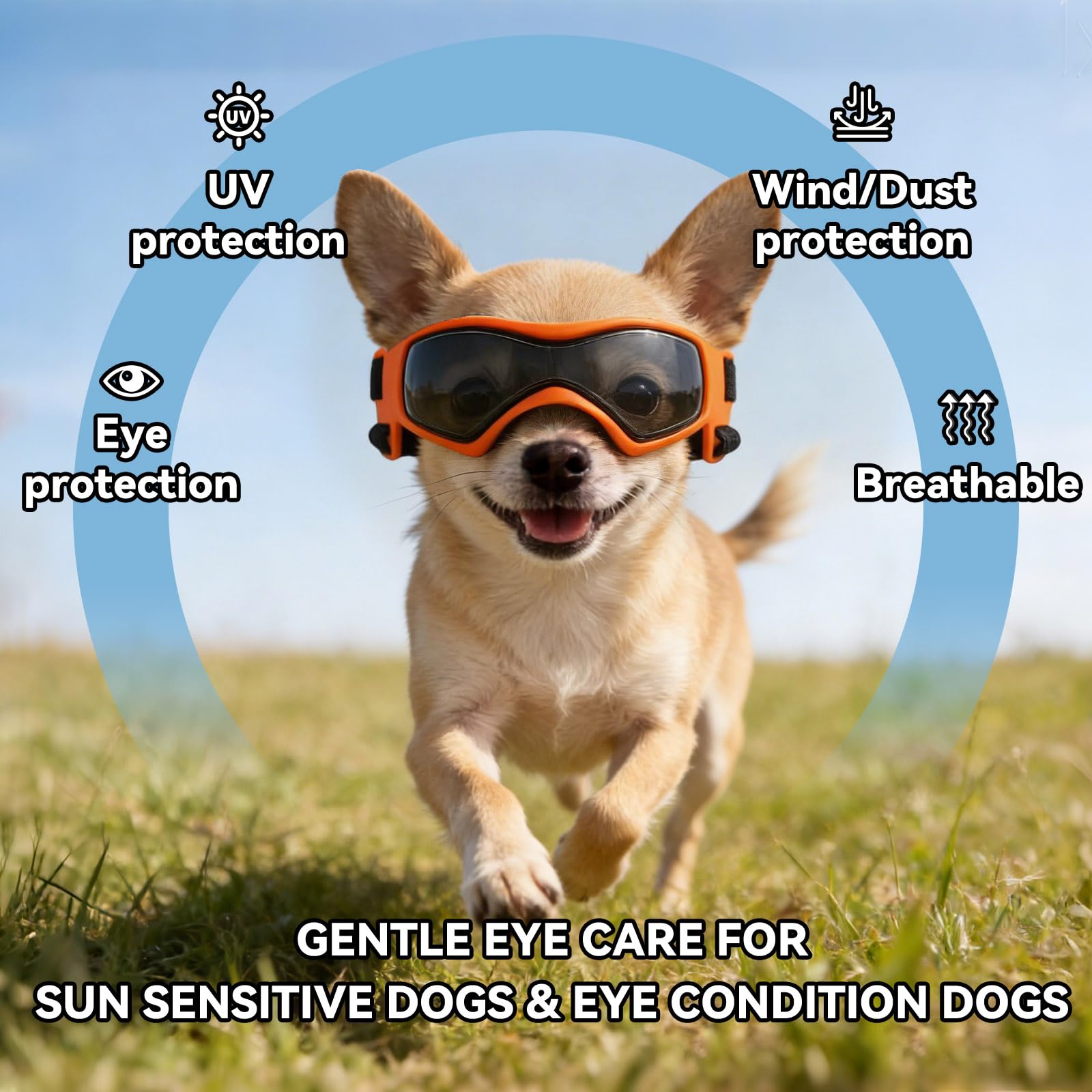 PETLESO petit chien portant lunettes dans voiture pour protection oculaire