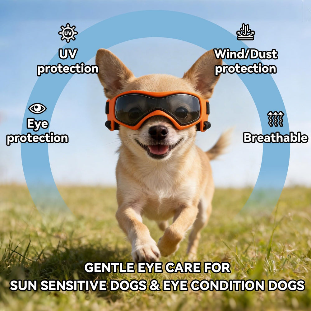 PETLESO petit chien portant lunettes dans voiture pour protection oculaire