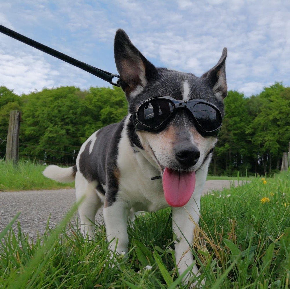 PETLESO lunettes en situation balade style noir protégeant l'animal