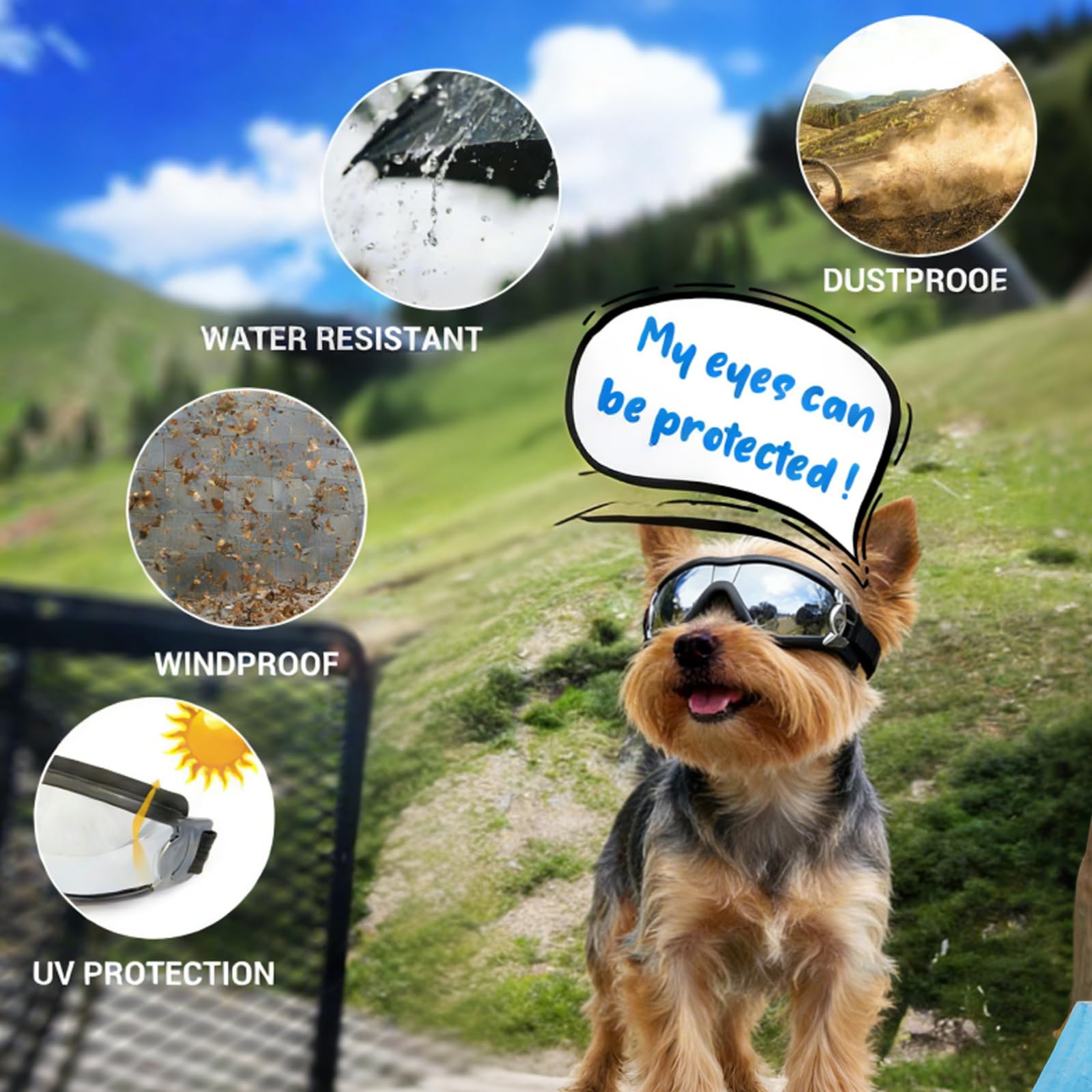 PETLESO comparaison taille montre dimensions adaptées petites races