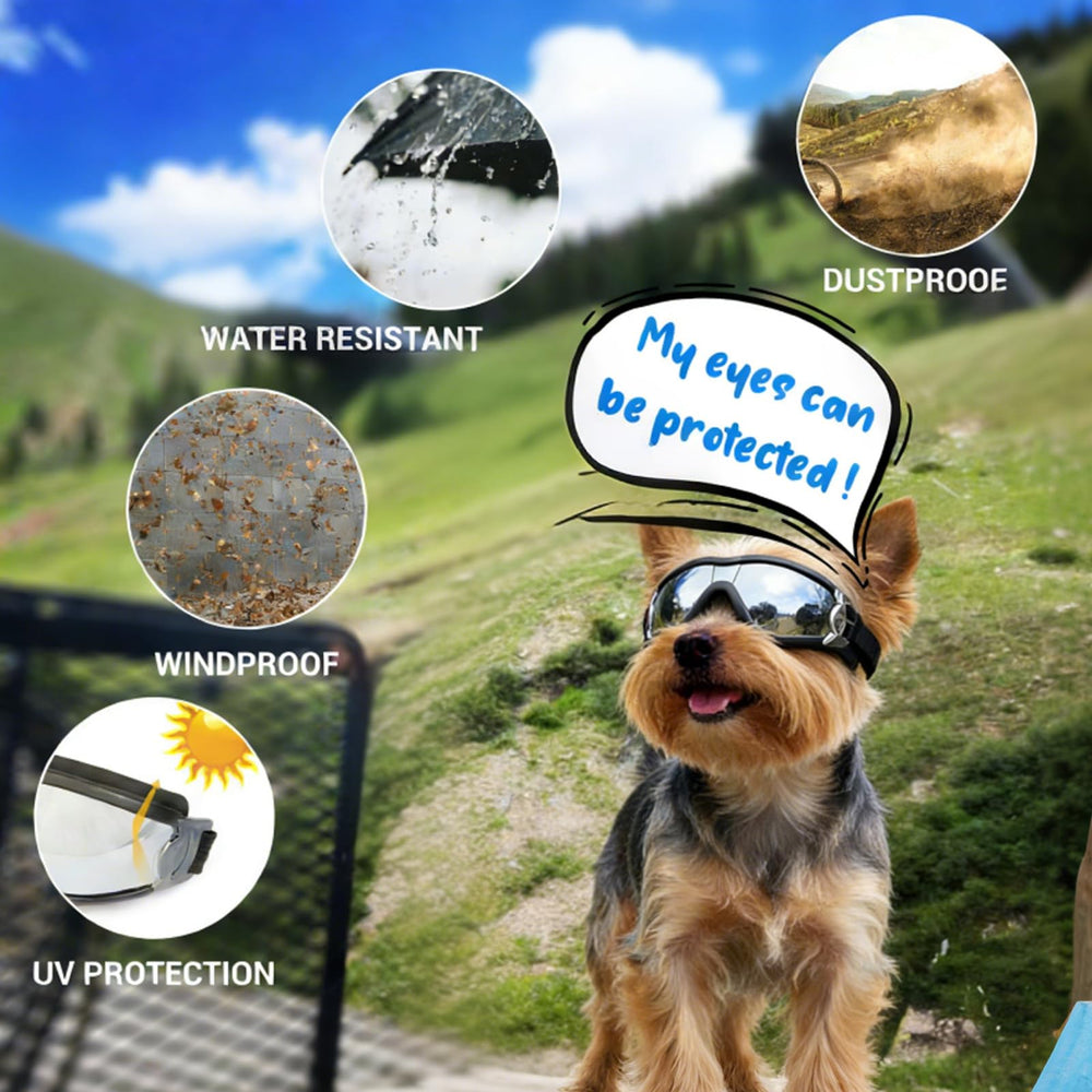 PETLESO comparaison taille montre dimensions adaptées petites races