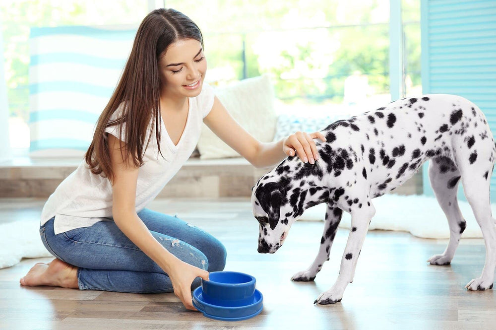 PetLike comparaison de taille illustre capacité 24oz par bol