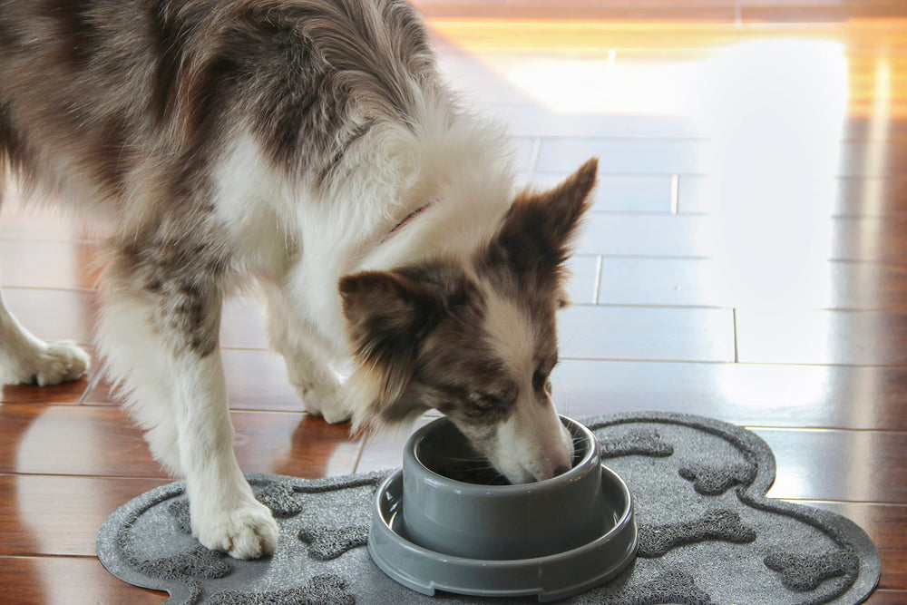 PetLike comparaison d'échelle montrant capacité 24oz et proportion