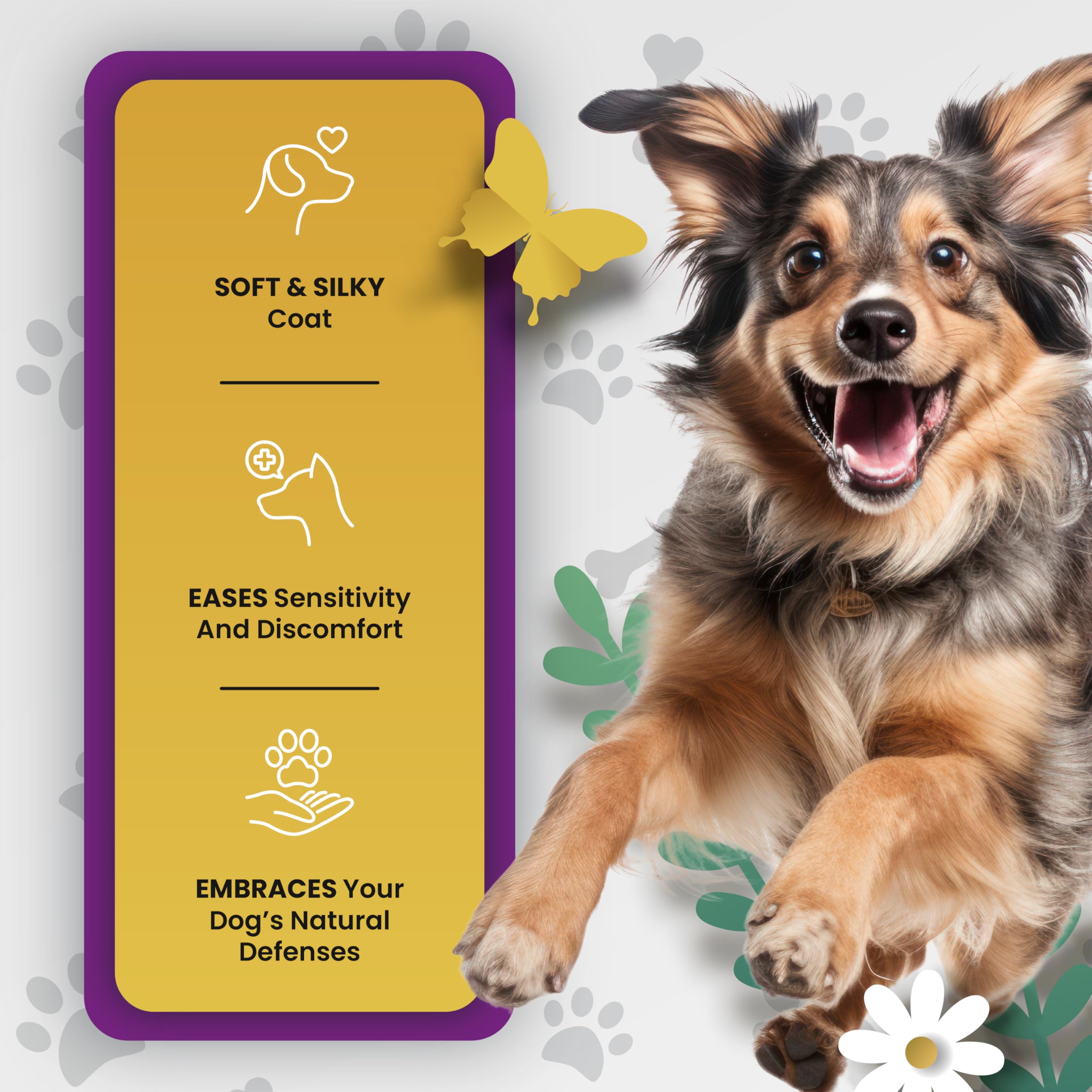 PETMADE ambiance lifestyle chien actif et pelage brillant