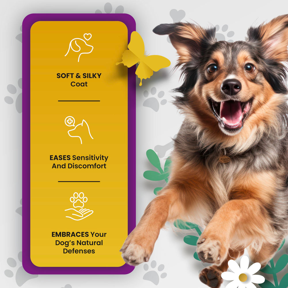 PETMADE ambiance lifestyle chien actif et pelage brillant