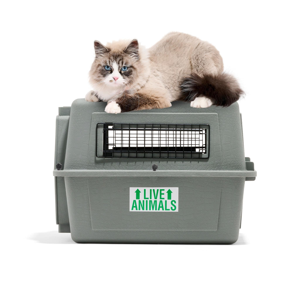 Petmate Sky Kennel comparaison taille avec règle pour choix adapté d'animal