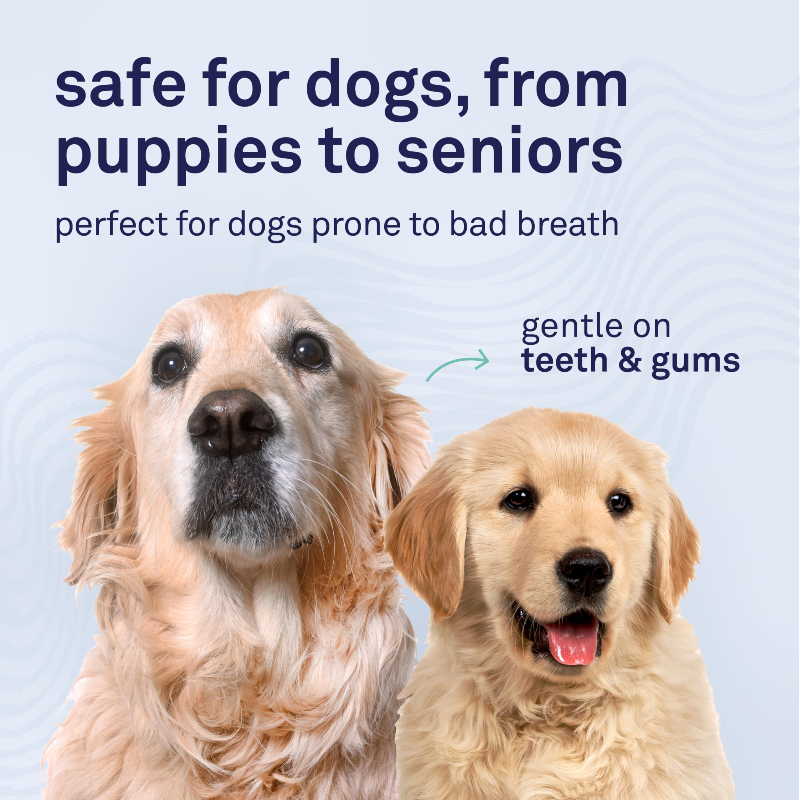 Petpost chien acceptant la mousse prouvant l’acceptation du goût menthe pomme