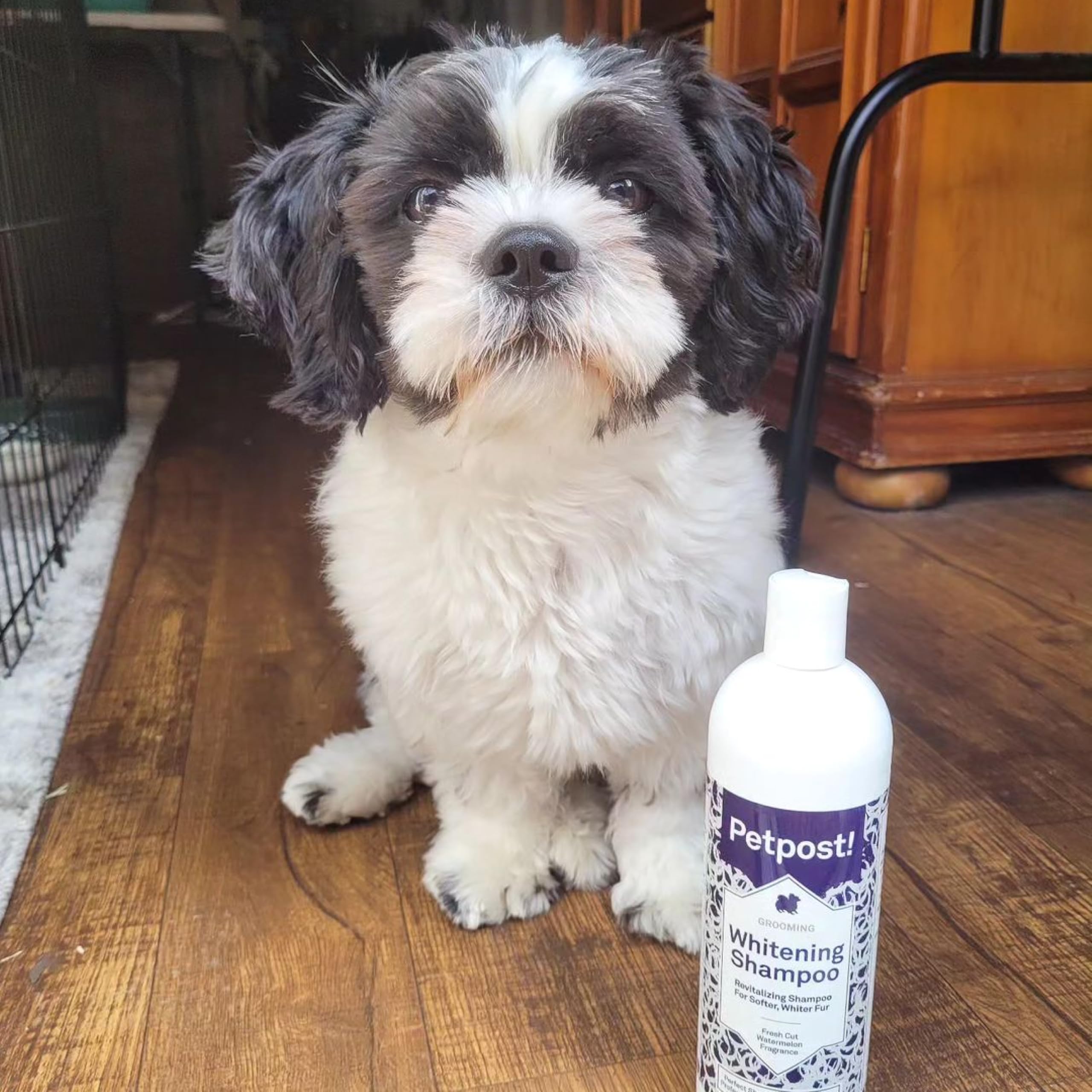 Petpost comparaison avant après pelage plus lumineux et propre