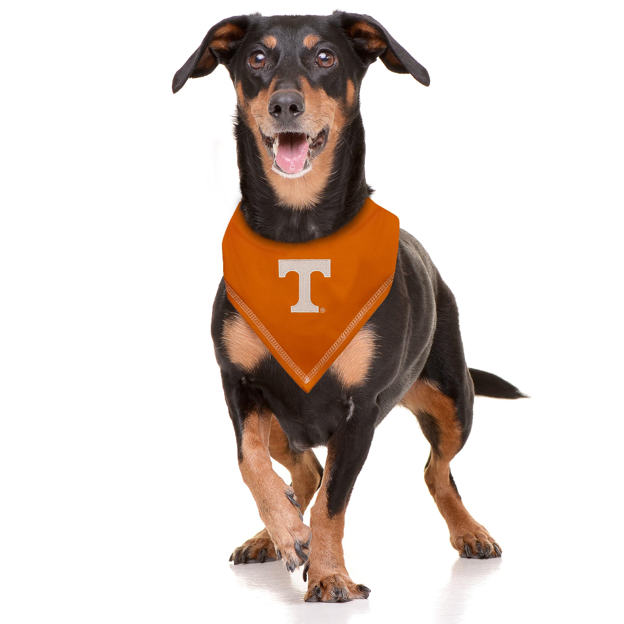 Pets First chien portant le bandana au stade, esprit d’équipe visible