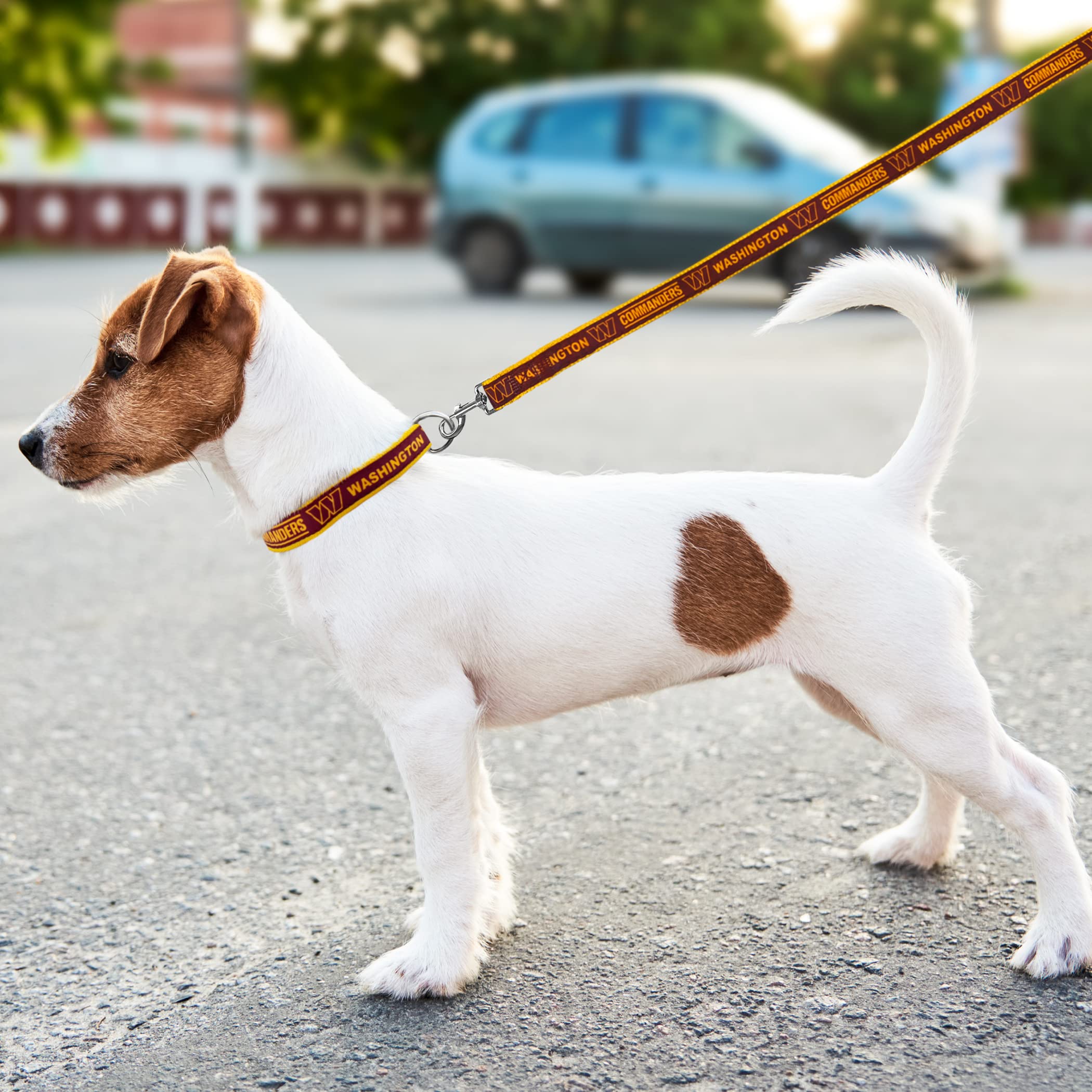 Pets First collier porté par un chien en promenade illustrant confort et visibilité