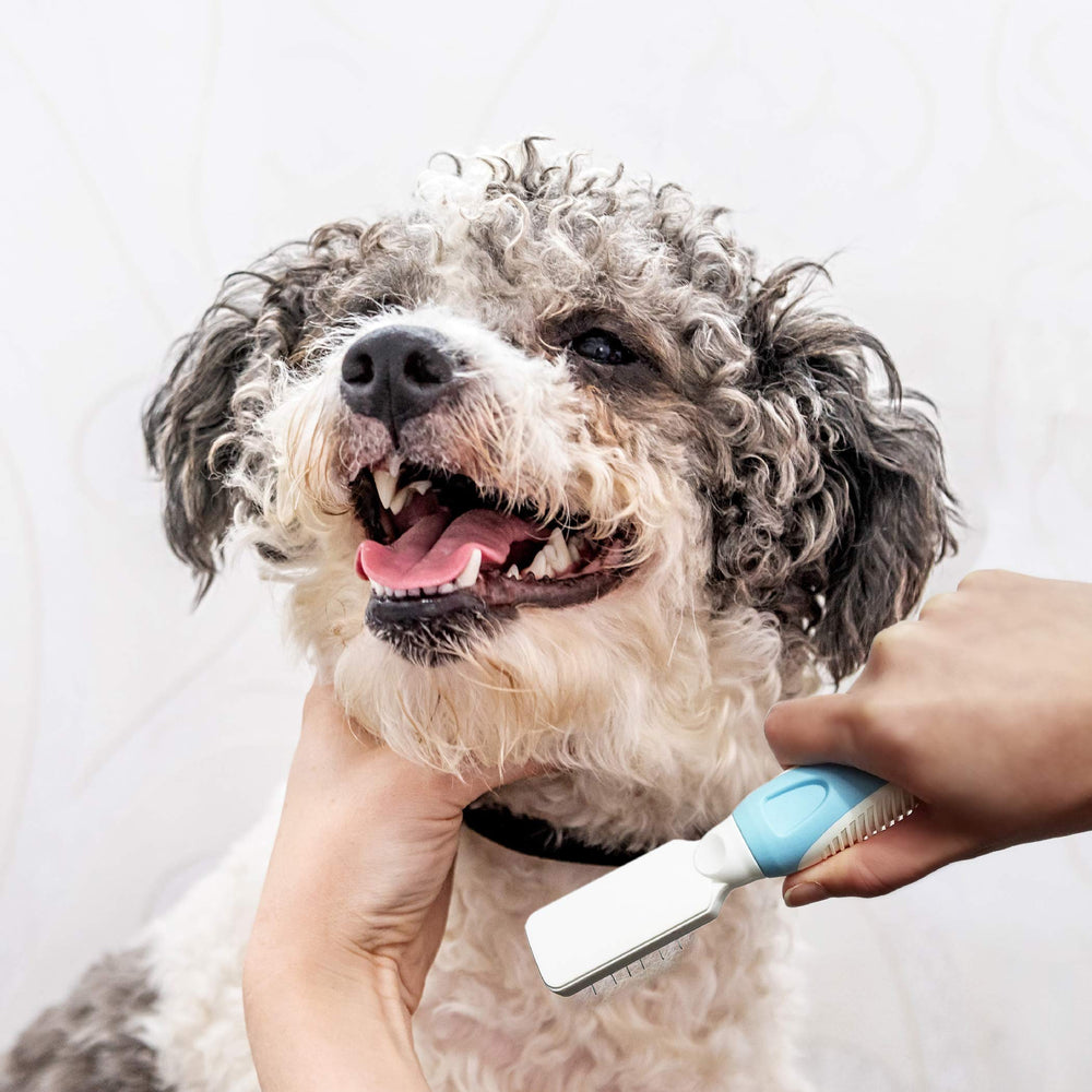 Pets First comparaison taille à la main pour visualiser l'échelle pratique