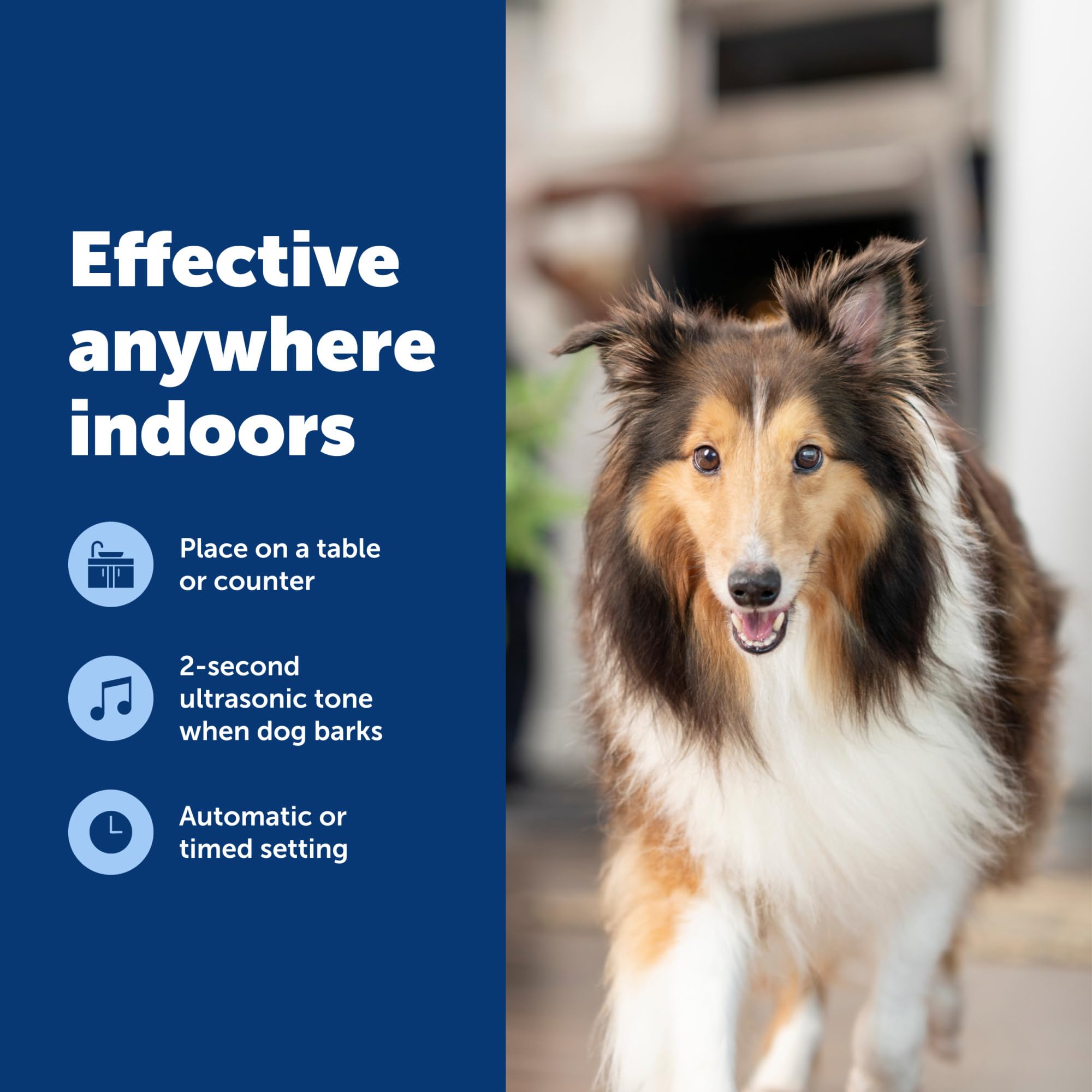 PetSafe vue arrière montrant compartiment pile et instructions visibles