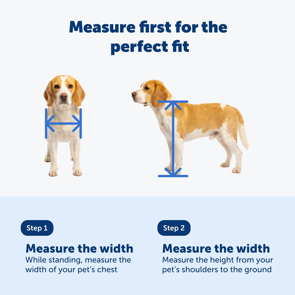 PetSafe chatière en usage avec chien sortant, liberté et confort