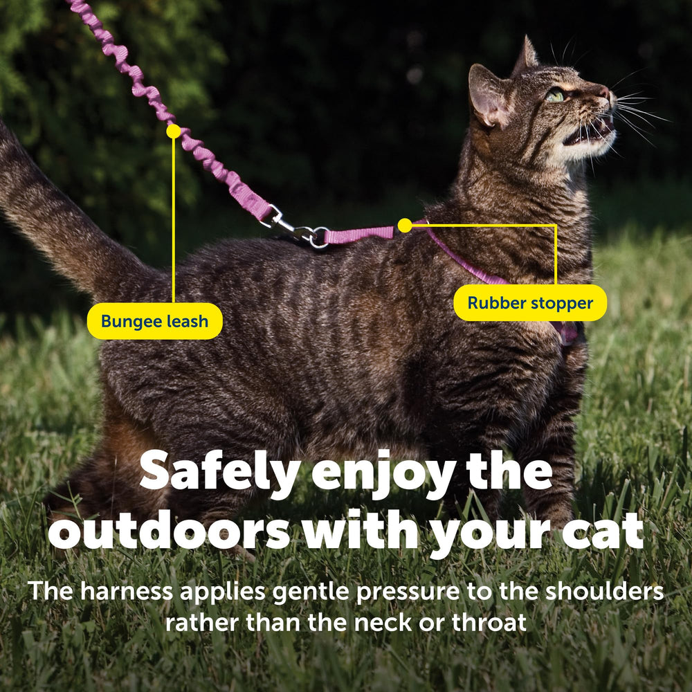 PetSafe harnais taille Large posé près d'un ruban métrique pour ajustement