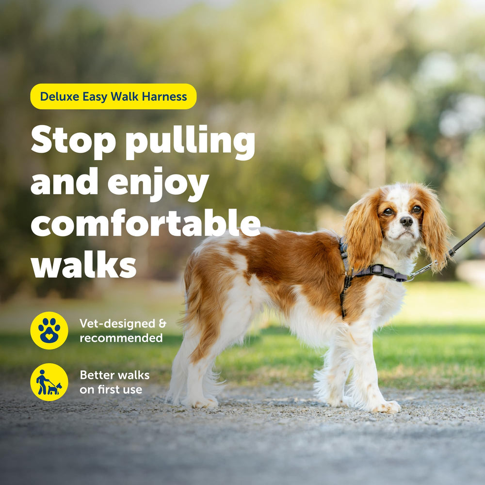 PetSafe bandes réfléchissantes visibles augmentant la sécurité nocturne