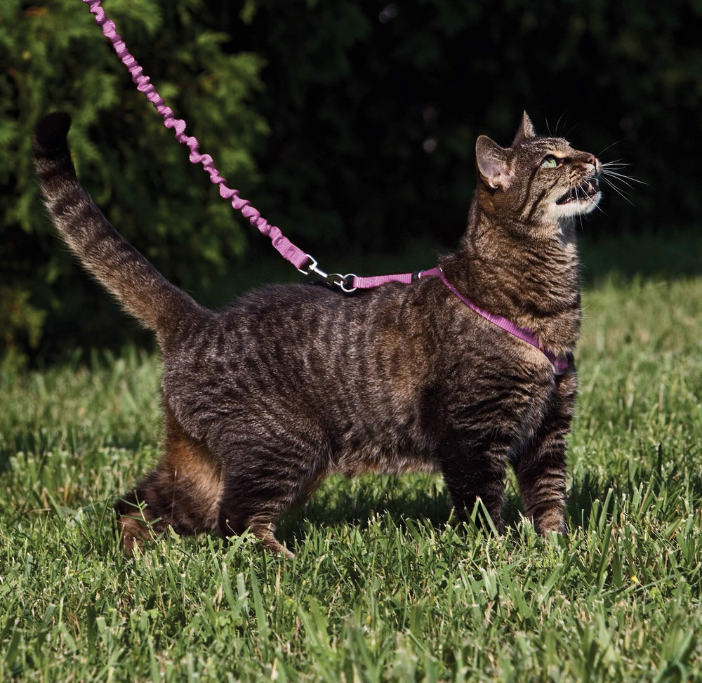 PetSafe gros plan tissu et coutures pour durabilité et confort