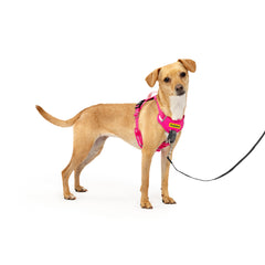 PetSafe emballage avant montrant harnais rose et informations produit, facilite le choix