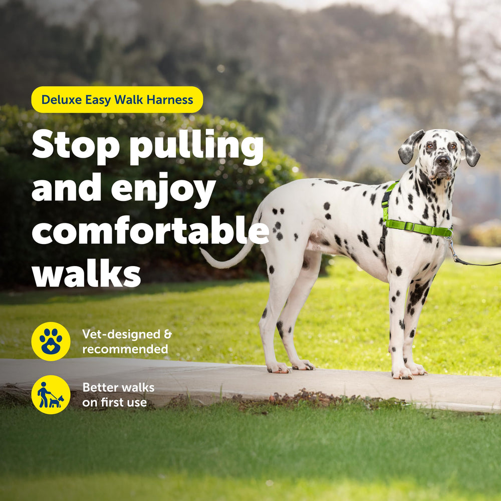 PetSafe bandes réfléchissantes améliorant visibilité et sécurité nocturne